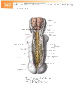 Sobotta Atlas of Human Anatomy  Head,Neck,Upper Limb Volume1 2006, page 347